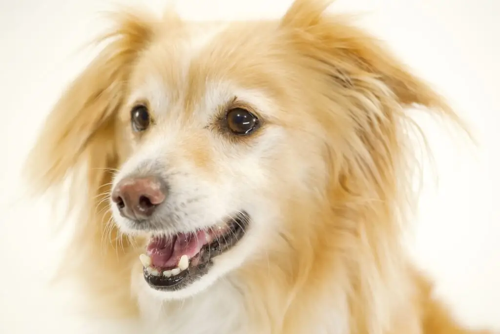 Studio Exposja dog photo in Melbourne by Exposja Photography